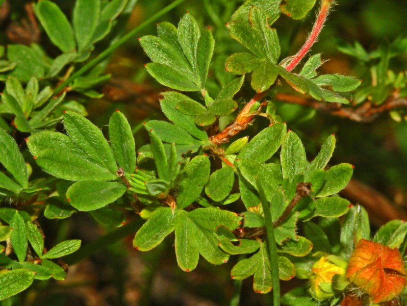 Avventiziato casuale di Dasiphora fruticosa
